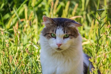 Portrait of adorable tabby cat closeup