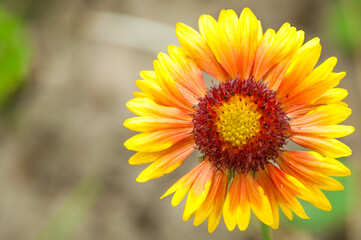yellow flower on a natural background. calendula blooms. young sunflower