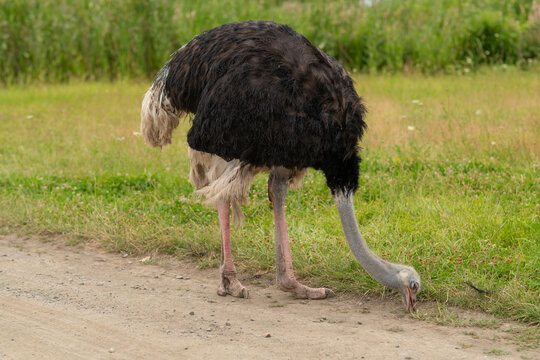 Ostrich bird in nature, on a background of green grass