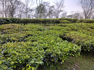 Fototapeta na wymiar rows of trees in the tea garden