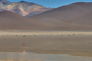 Flamingo and view at White Lagoon - South of Bolivia.