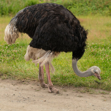 Ostrich bird in nature, on a background of green grass