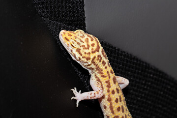 Female eublefara gecko yellow-orange leopard color squinted her eyes
