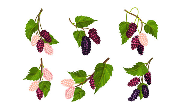 Mulberry Branch with Immature Pink Berries and Ripe Black Ones Vector Set