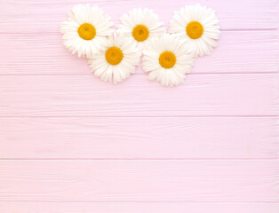 Chamomile composition on pink wooden background. Flat lay, copy space