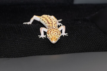 Female gecko eublefara yellow-orange leopard color on a black background