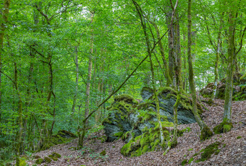 Obraz premium Old forest in the Belgian Ardennes in the region of Bouillon during summer time.