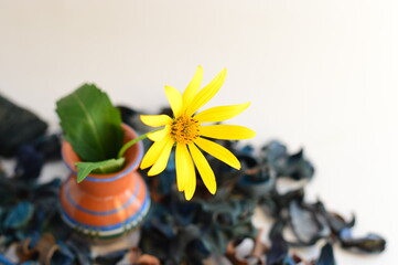flower in a vase