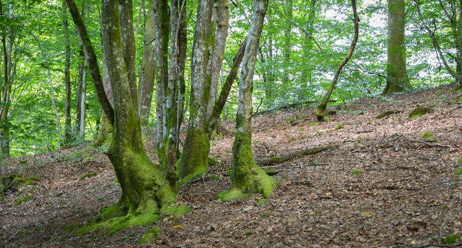 Quellschutzgebiet Bilder Durchsuchen 997 Archivfotos,