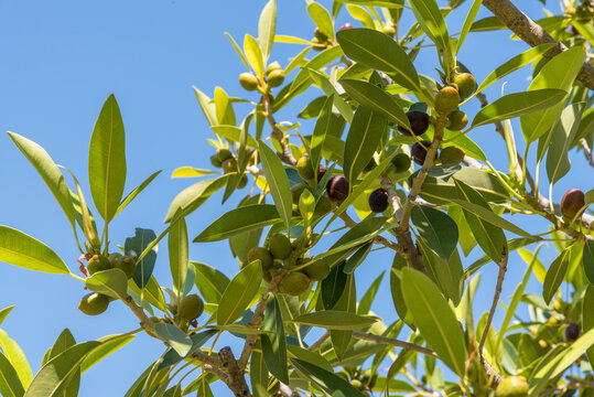 Ölbaumgewächs Bilder Durchsuchen 539 Archivfotos, und