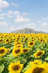 saraburi sunflower field high season
