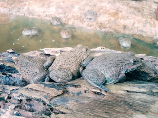 frog sitting on a wood