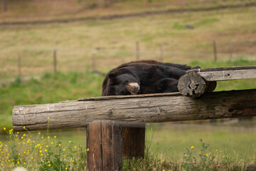 Brown bear is sleeping, resting on a tree in nature