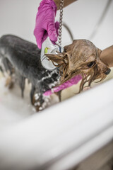 Dog shower bathing washing cleaning