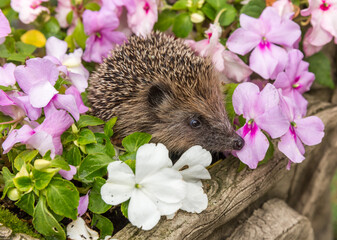 Hedgehog in garden (Scientific name: Erinaceus Europaeus) wild, free roaming hedgehog, taken from a wildlife garden hide to monitor health and population of this favourite but declining mammal	
