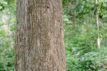 Obraz premium Teak tree in the forest with blurred background