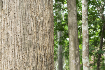 Teak tree in the forest with blurred background