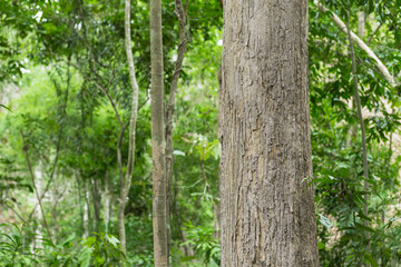Teak tree in the forest 