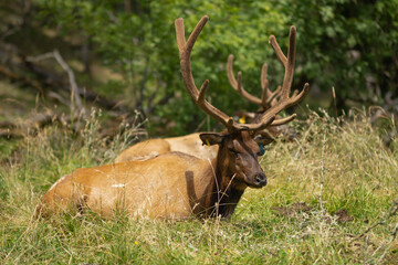 Naklejka na ściany i meble Huge deer sleeps in the grass in nature, zoo or reserve