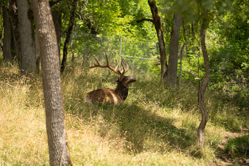 Fototapeta na wymiar Lonely deer sleeping or resting in the forest in the grass