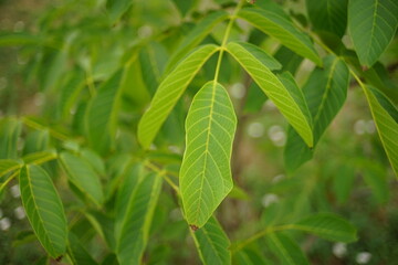 Fototapeta na wymiar Young walnut tree branch with green foliage in the garden
