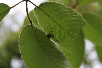 Araña 