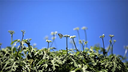 Butterfly and white flowers on blue sky background