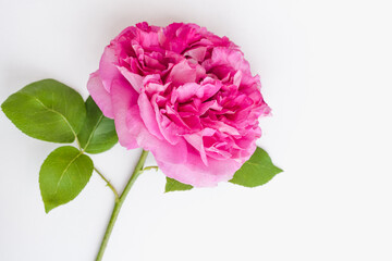peony on a white background