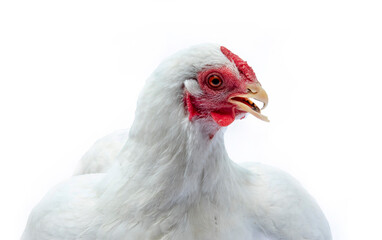 Chicken in photostudio