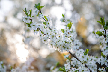 White cherry flowers bloom in spring