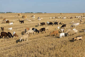 A herd of goats graze on a mown field after harvesting wheat. Large round bales of stacks.