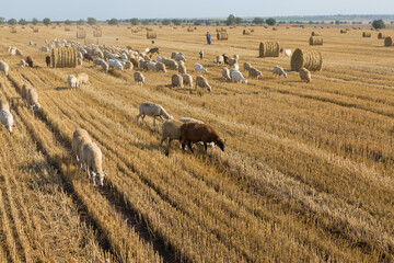 Fototapeta premium A herd of goats graze on a mown field after harvesting wheat. Large round bales of stacks.