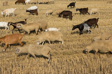 A herd of goats graze on a mown field after harvesting wheat. Large round bales of stacks.