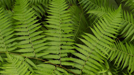 close up of fern leaves for background