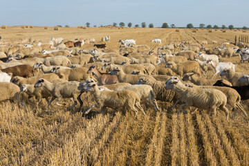 A herd of goats graze on a mown field after harvesting wheat. Large round bales of stacks.