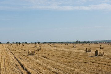 Field after harvest in the morning. Large bales of hay in a wheat field.