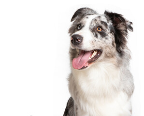 Border collie in photostudio