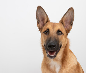 Mixbreed in photostudio