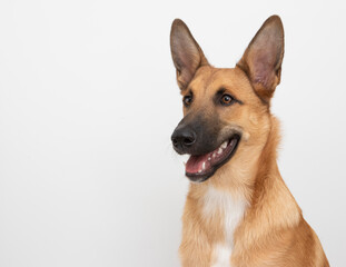 Mixbreed in photostudio