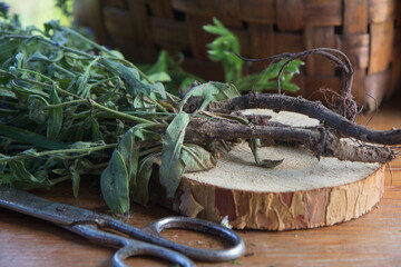 Comfrey. Pleant on a cutting board.