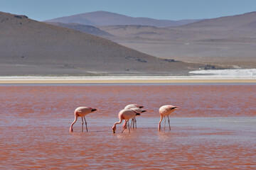 Red waters and flamingos at Colorada Lagoon - South of Bolivia.