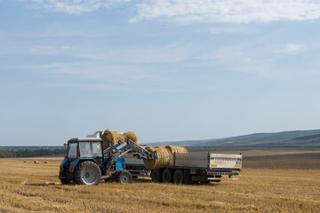 Fototapeta premium A tractor puts round bales of straw into a trailer of a machine on a mowed wheat field.