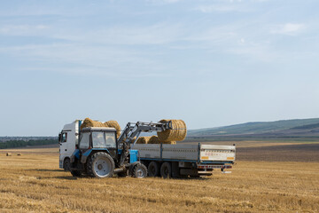 Fototapeta premium A tractor puts round bales of straw into a trailer of a machine on a mowed wheat field.