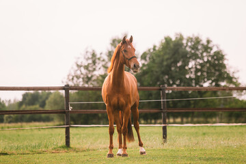 portrait of a brown chestnut horse running in paddock and nature, galopping and walking. Portraiture of a young horse.   © PhotobySharon.nl