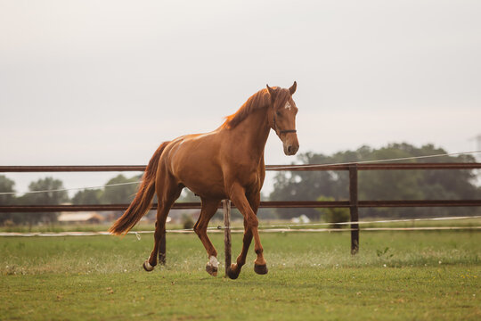 portrait of a brown chestnut horse running in paddock and nature, galopping and walking. Portraiture of a young horse.  