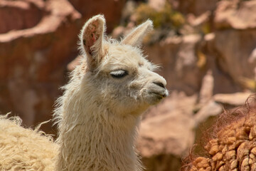 Yamas at Mallcu Garden and Caves - South of Bolivia.