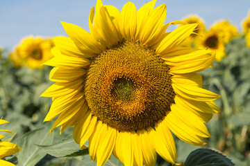 Bright golden sunflower field at sunset.