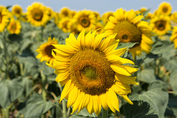 Bright golden sunflower field at sunset.