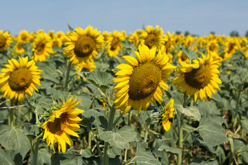 Fototapeta premium Bright golden sunflower field at sunset.