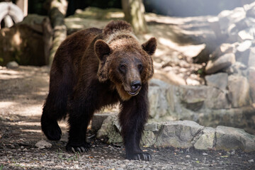 brown bear in zoo